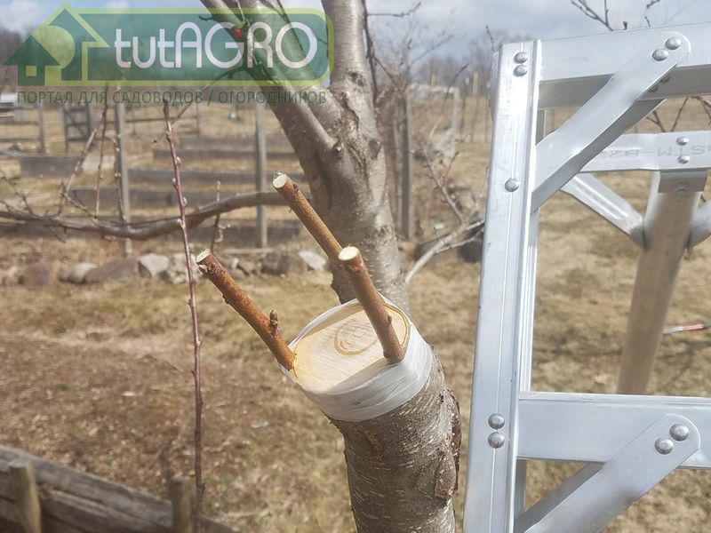 Молодые деревья в возрасте 2–3 лет перепрививают в торец штамба - AGROzen