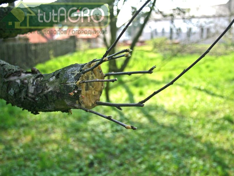 Как прививать взрослые и совсем старые деревья - AGROzen