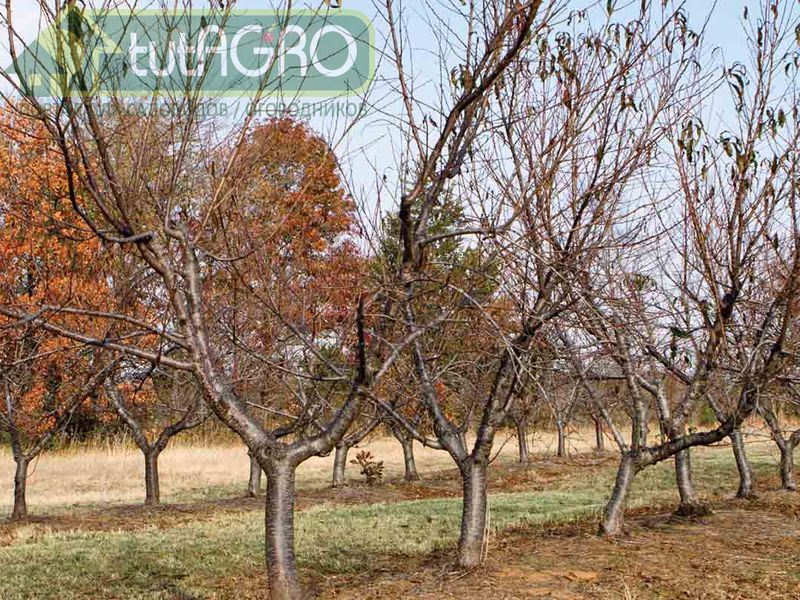 У деревьев в возрасте старше 3–5 лет применяется иная схема - AGROzen