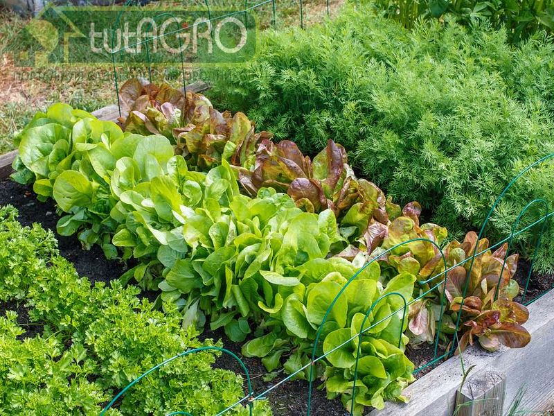  Планирование огорода. Высота соседствующих растений и требования к свету - AGROzen