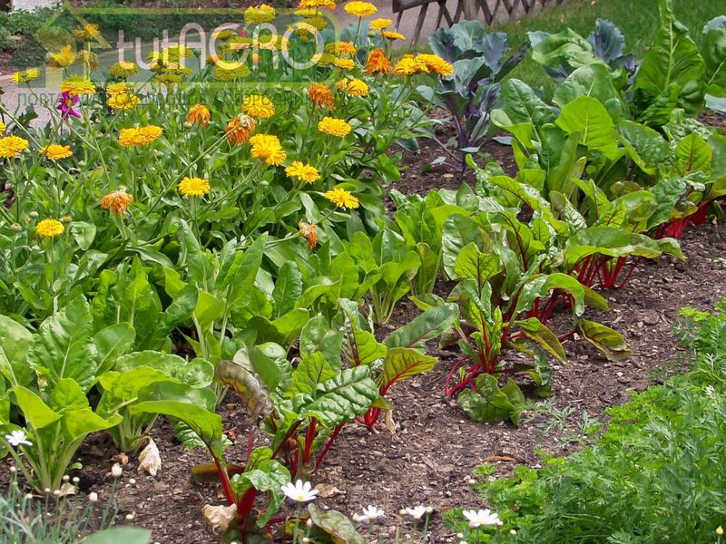  Планирование огорода. Сроки готовности к уборке - AGROzen