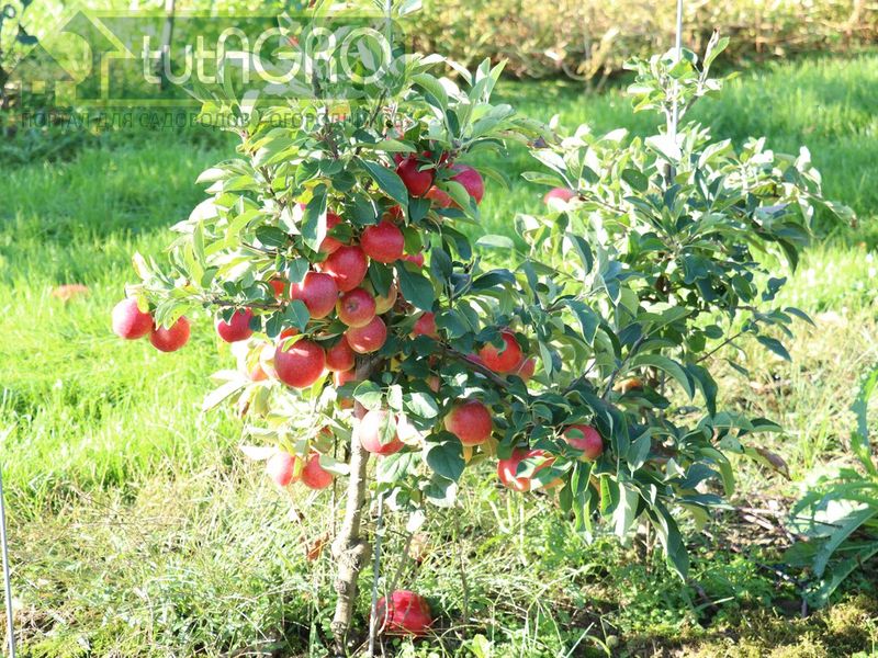 В жизни привитого растения подвой играет исключительно важную роль - AGROzen