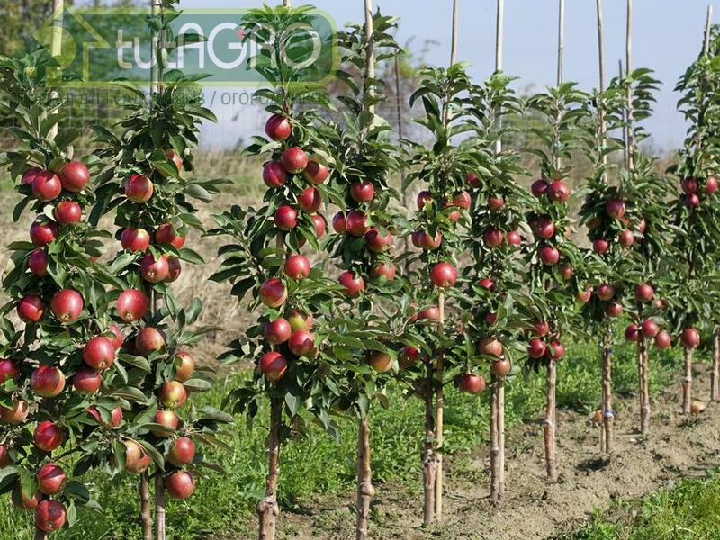 Слаборослые растения и  их прививки. Слаборосы - AGROzen