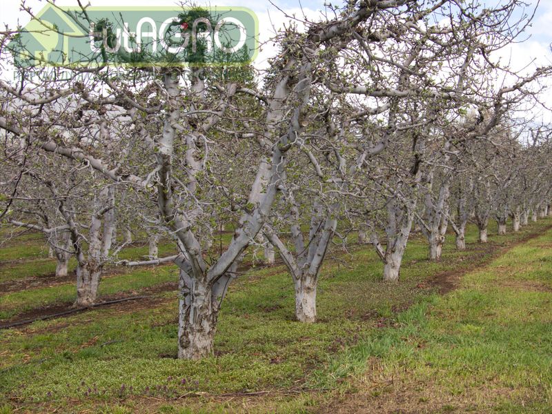 Некоторым яблоням на слаборослых подвоях свойственны и недостатки - AGROzen