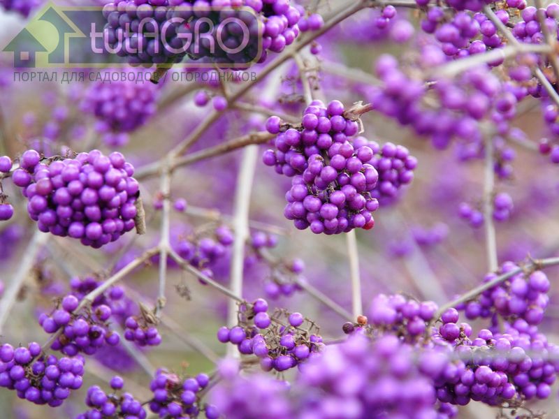 Лиловый куст на фоне снега - AGROzen