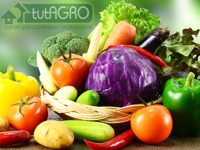 Зачем растениям стимуляторы? Зачем растениям стимуляторы? - AGROzen
