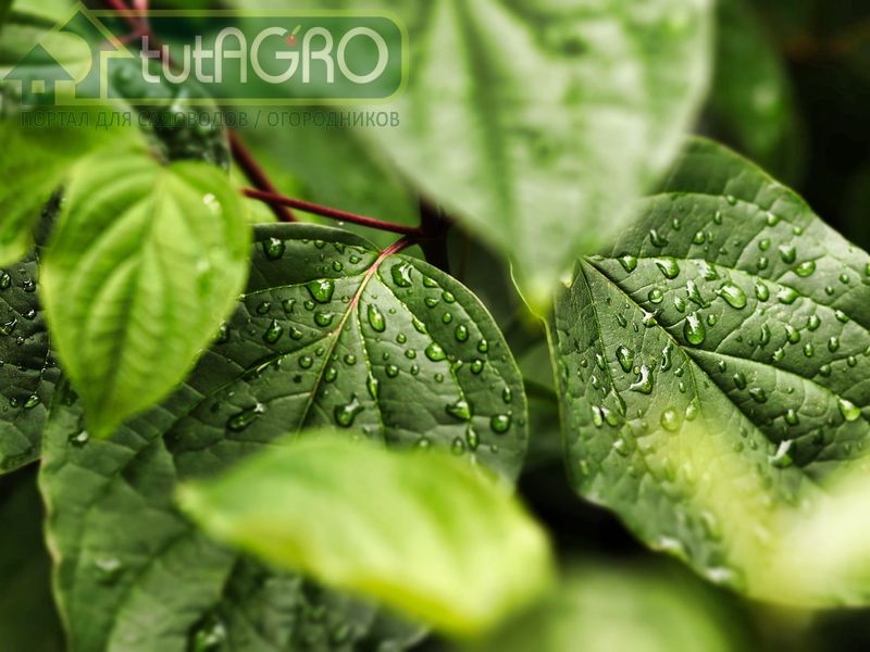 К естественным стимуляторам роста относятся фитогормоны - AGROzen