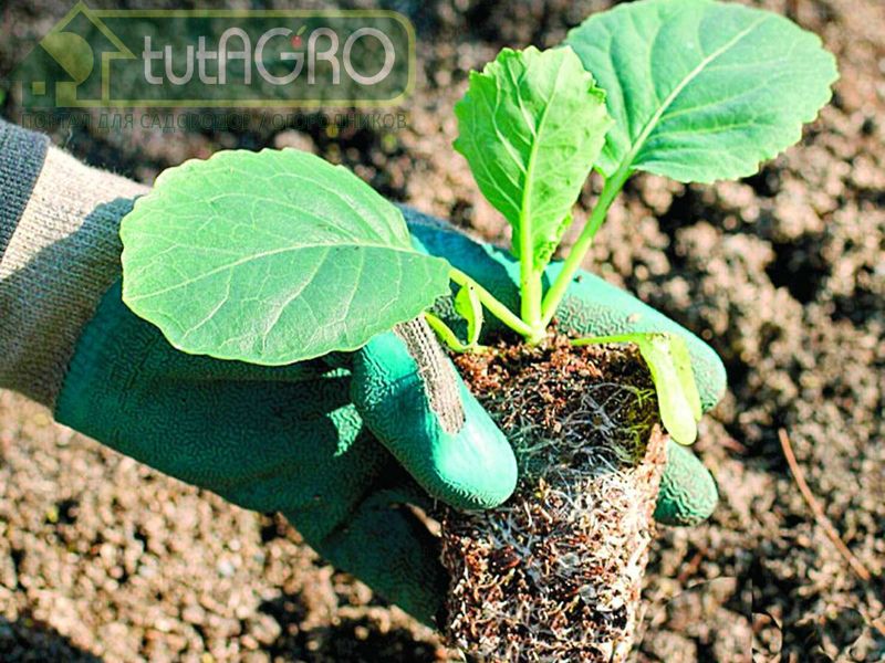 Опрыскивание растений, образующих 3-4 настоящих листа, вызывает появление в нижних узлах мужских цветков - AGROzen