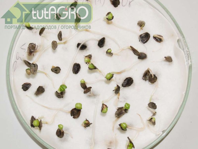 Использование искусственно созданных стимуляторов эффективно, но пока не до конца изучено - AGROzen