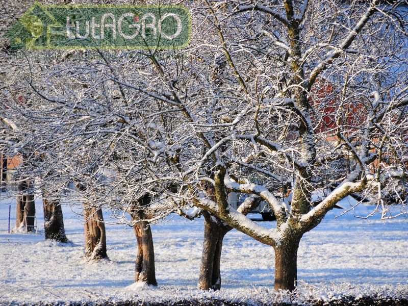 Лечение небольших и тяжелых ран у деревьев - AGROzen