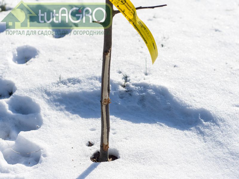 Лечение небольших ран - AGROzen