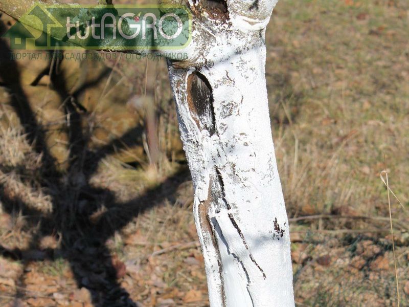 Лечение тяжелых ран - AGROzen