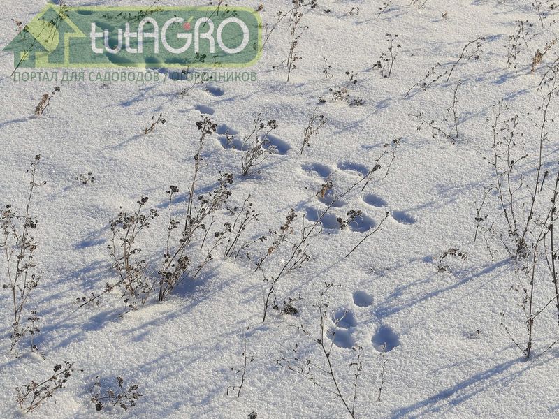 Зиму тяжело переживают не только люди, но и растения - AGROzen