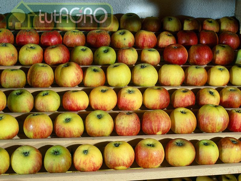 Подкожная пятнистость яблок. Что это? - AGROzen