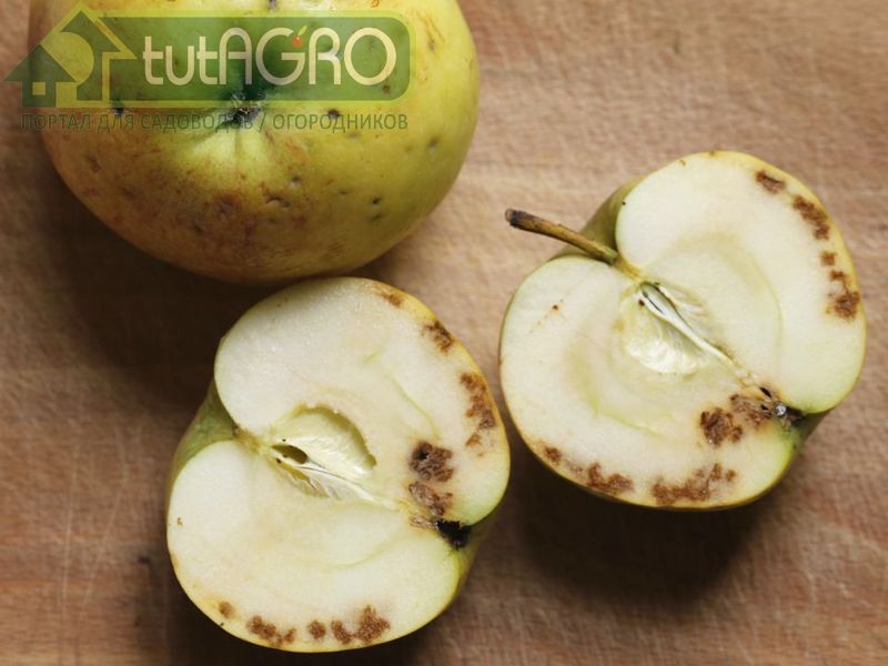 Подкожная пятнистость - физиологическое заболевание яблок - AGROzen
