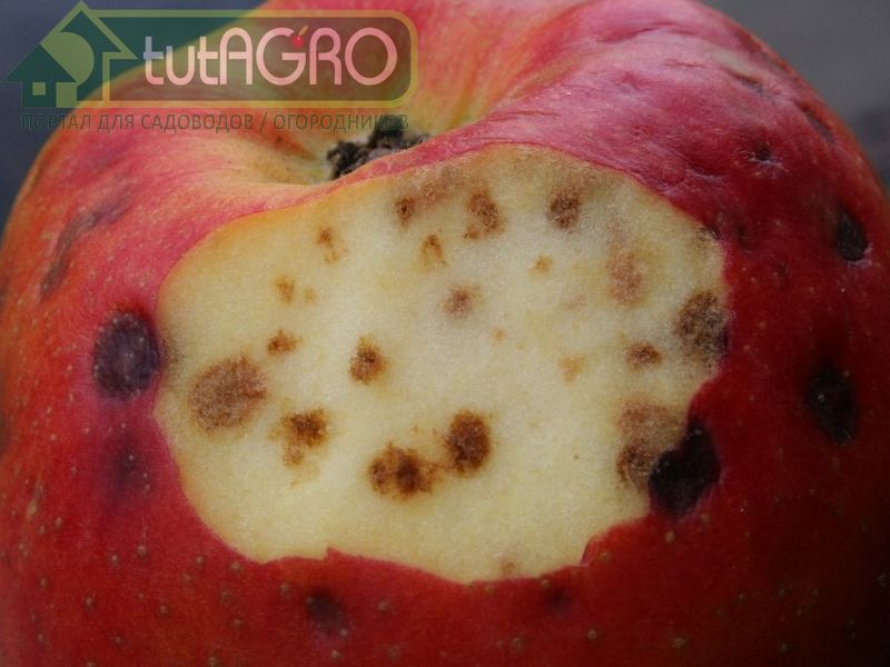 Причины возникновения подкожной пятнистости - AGROzen