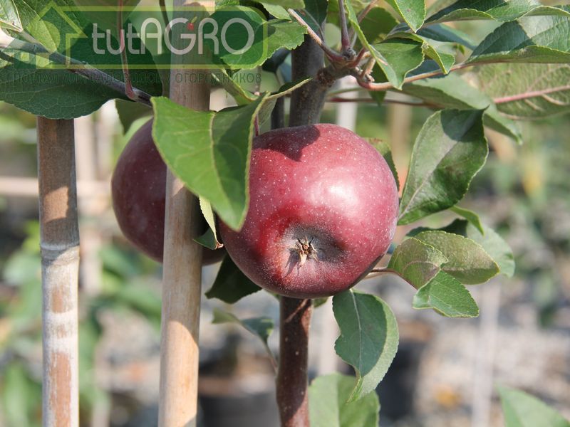 Подкожная пятнистость. Обработка увеличивает лежкость плодов до 3-х месяцев - AGROzen