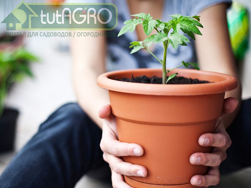 Схема применения субстрата «Друг садовода и огородника» - AGROzen