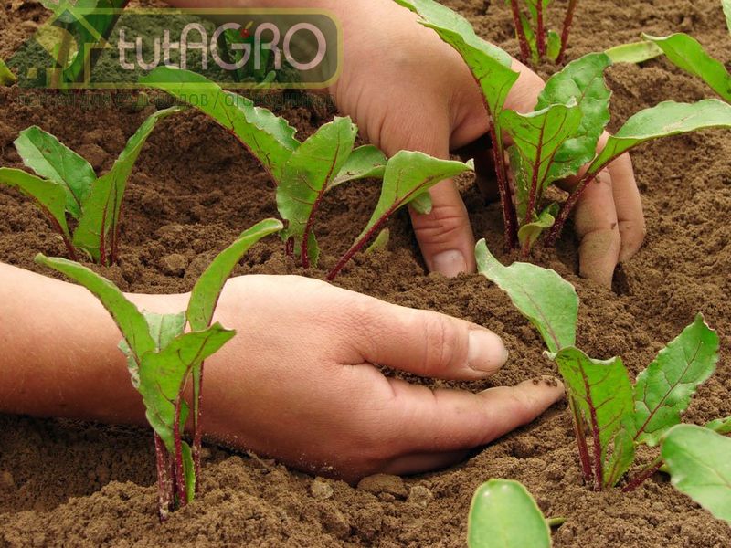 Способы применения субстрата - AGROzen