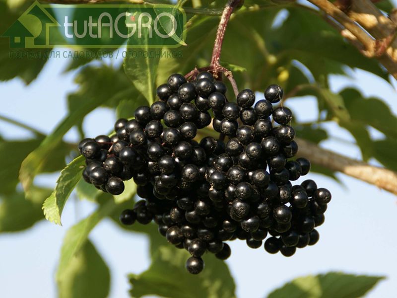 Бузина черная. Описание, выращивание, размножение, польза - AGROzen