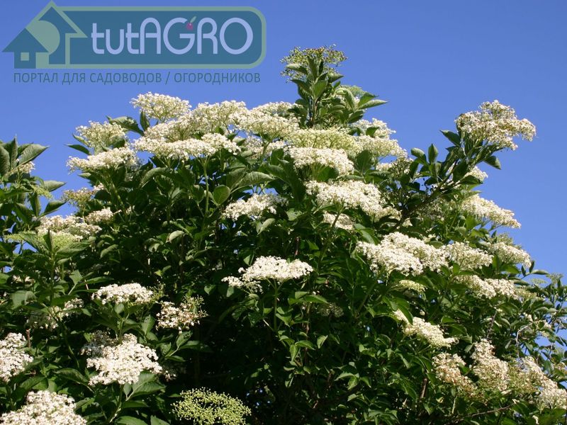 Бузину можно размножать семенами, но лучше отводками - AGROzen