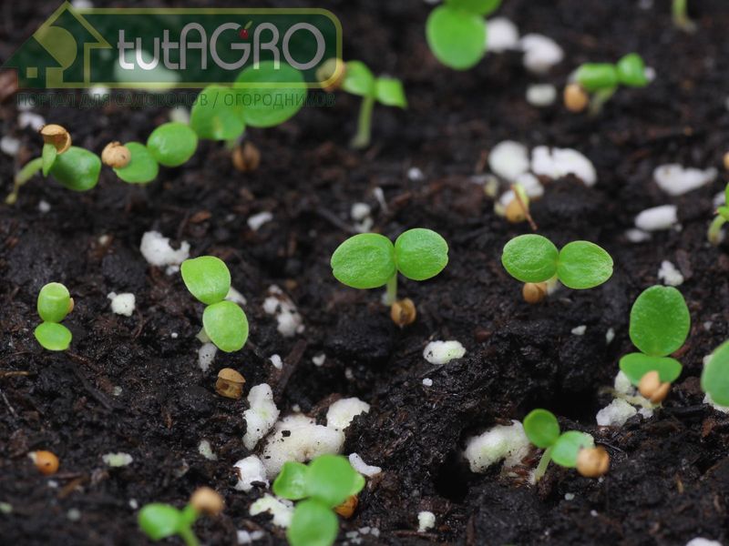 Полезные микроорганизмы (бактерии, грибы) играют огромную роль в формировании будущего урожая - AGROzen