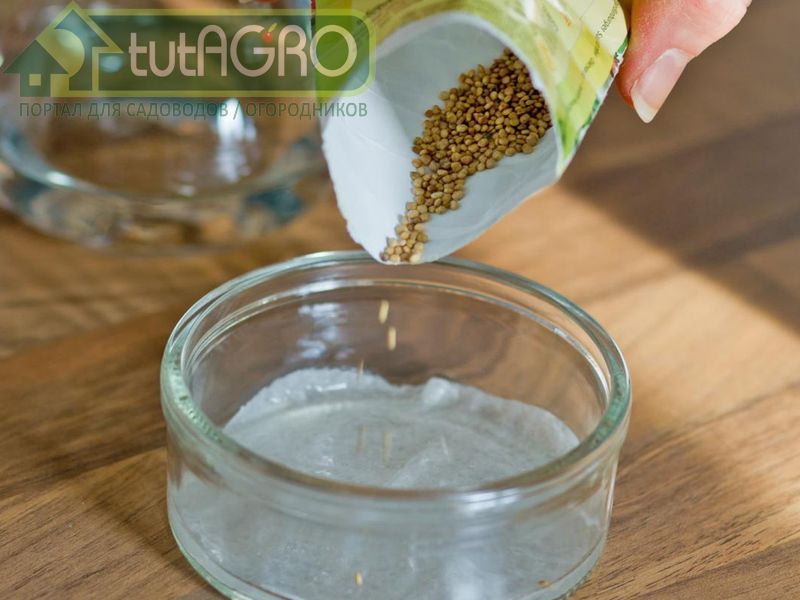 Процедура обогащения семян и их проростков триходермой проста - AGROzen