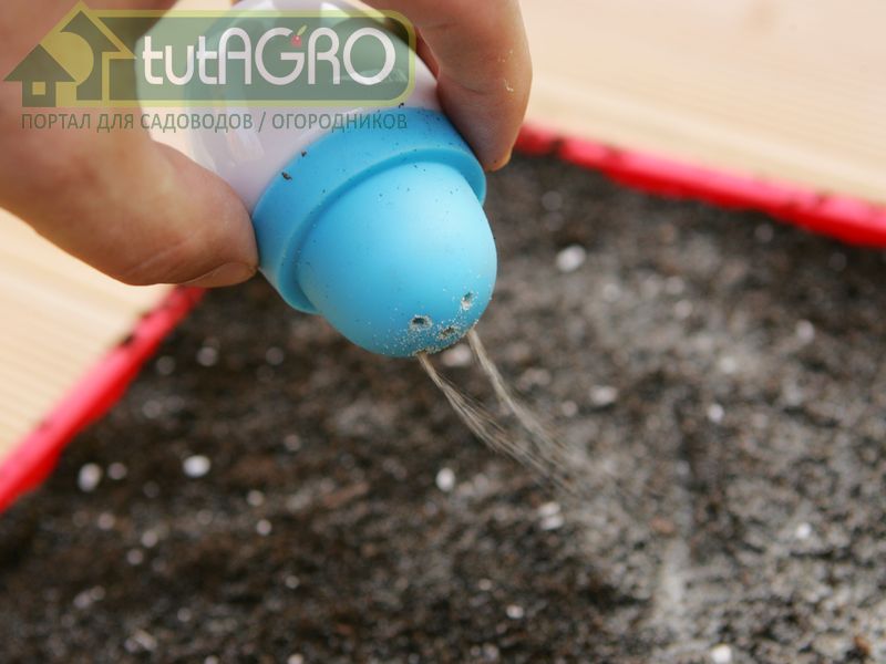 При посеве сухих семян почву также следует заселить триходермой - AGROzen