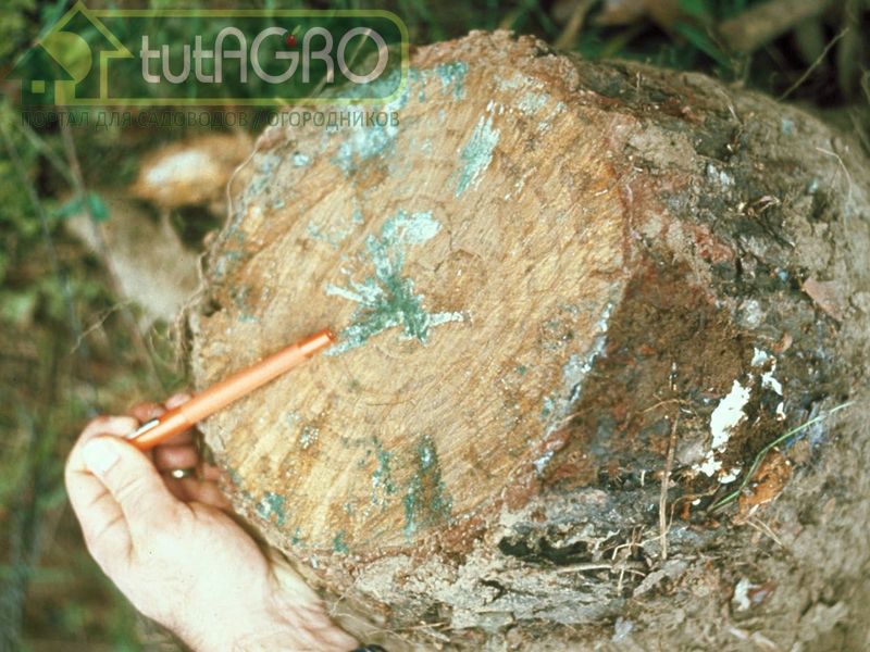 Триходерма даже способна стимулировать заселение корней растений другими полезными микоризными грибами - AGROzen