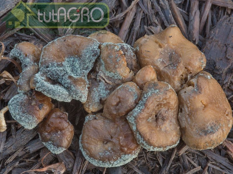 Грибы рода Триходерма весьма разнообразны и широко распространены вокруг нас - AGROzen