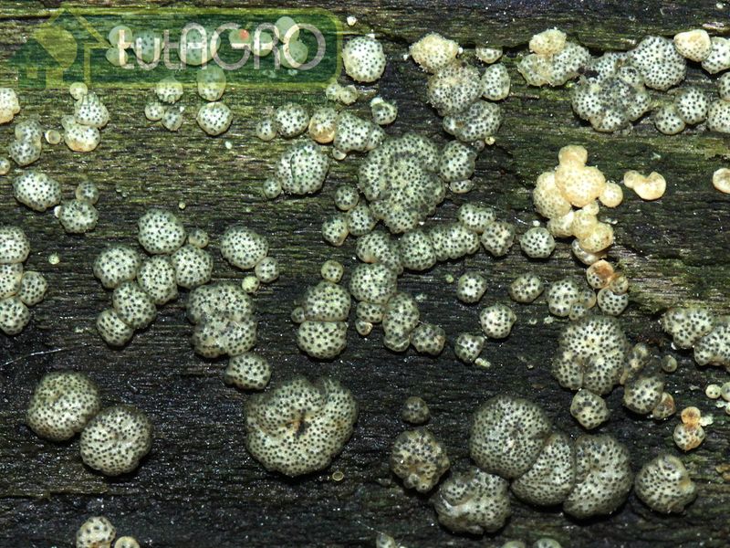 Как дикие яблоки или томаты отличаются от культурных сортов, так и разновидности триходермы отличаются друг от друга - AGROzen