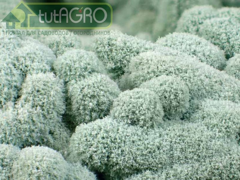 Что такое триходерма и как ее выращивать самим? - AGROzen