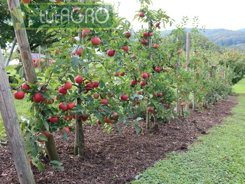 Практикум для садовода - AGROzen