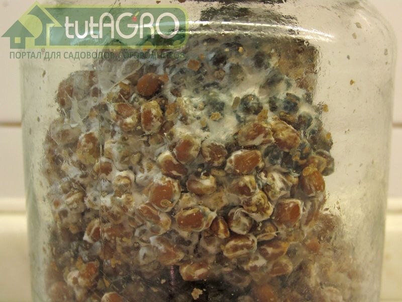 Биопрепараты. Глиокладин содержит в своем составе триходерму - AGROzen