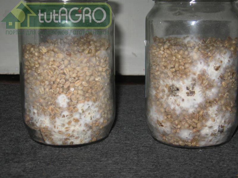 Прежде, чем приступить к наращиванию биопрепарата на основе триходермы, проведите обеззараживание субстрата - AGROzen