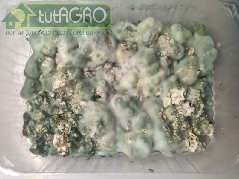 Через несколько дней образующиеся споры начнут прорастать и сформируют мицелий прекрасного качества -AGROzen