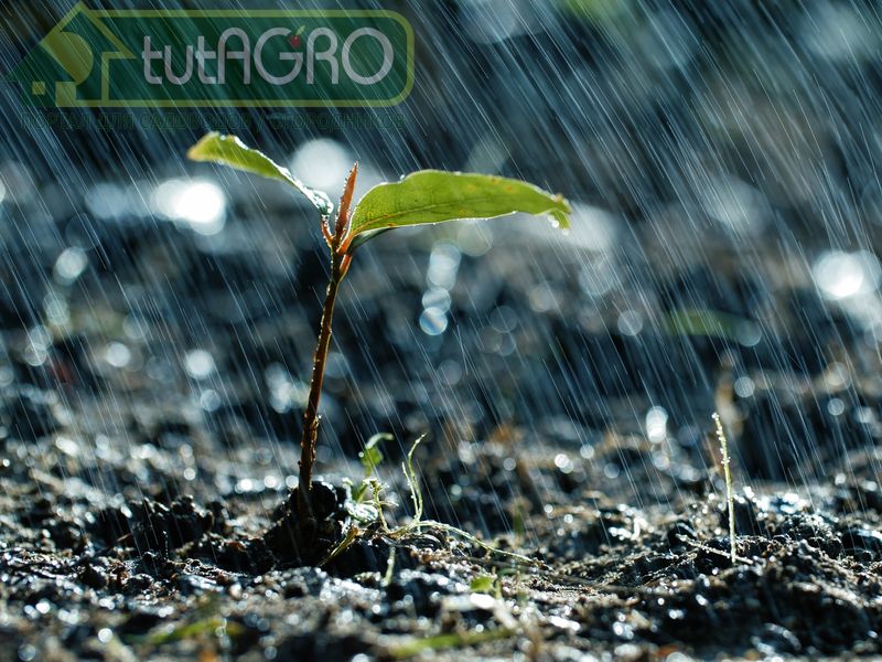 Геосмин. Что общего у речной рыбы и картофеля? - AGROzen