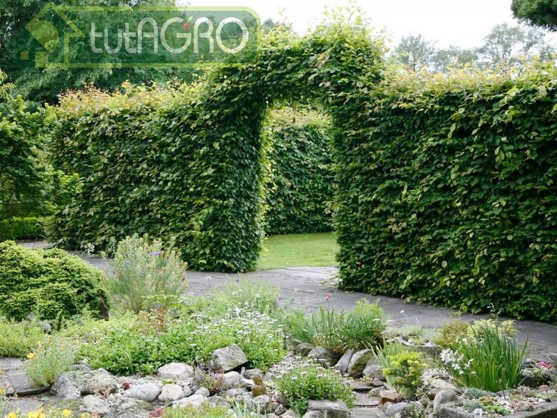 Не забор, а живая изгородь - AGROzen