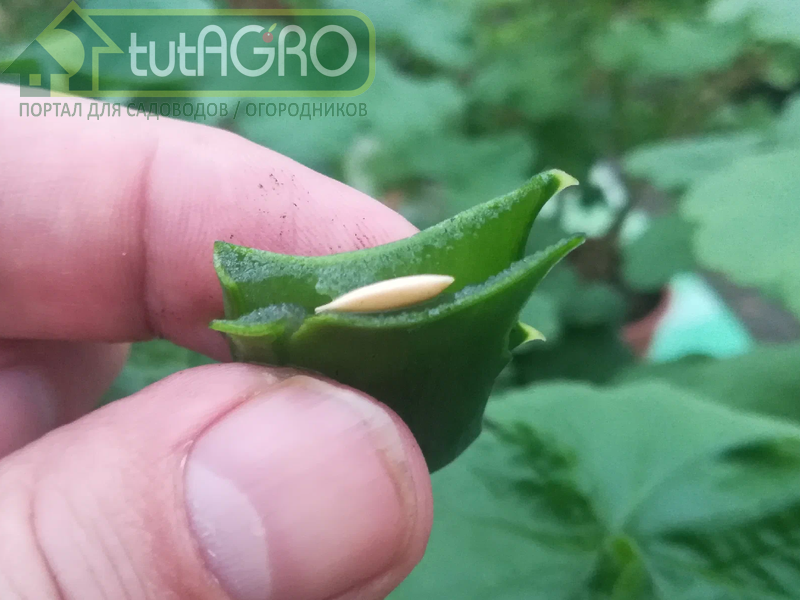 Очень просто: без препаратов, удобрений и облучений - AGROzen