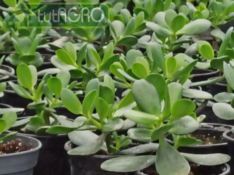 Видов толстянок, каланхоэ и алоэ много и они все нам годятся - AGROzen