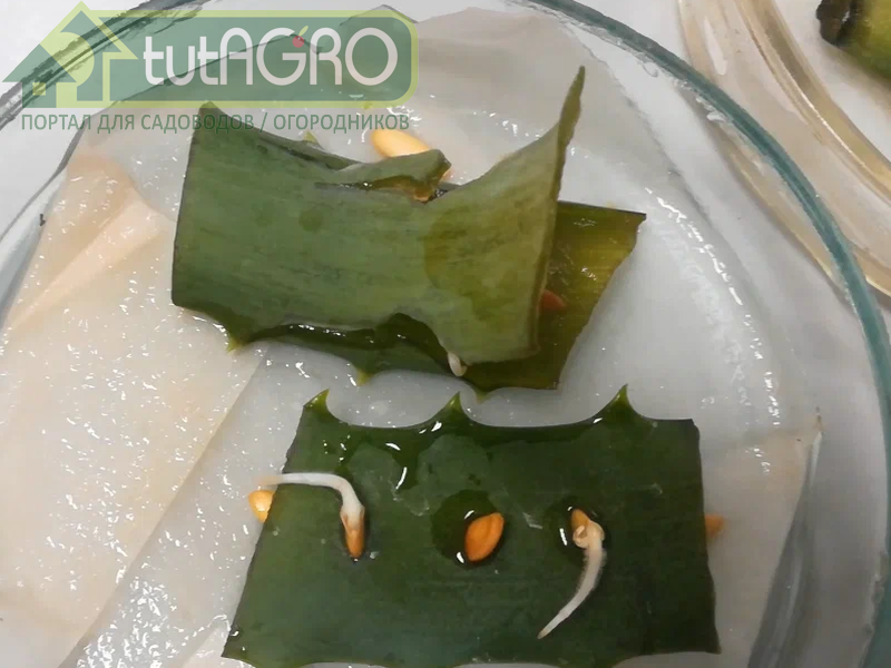 В таком виде семена можно высевать прямо в стаканчики - AGROzen