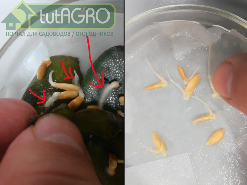 Корни у проростков на толстянке толстые, мощные, все покрыты корневыми волосками - AGROzen