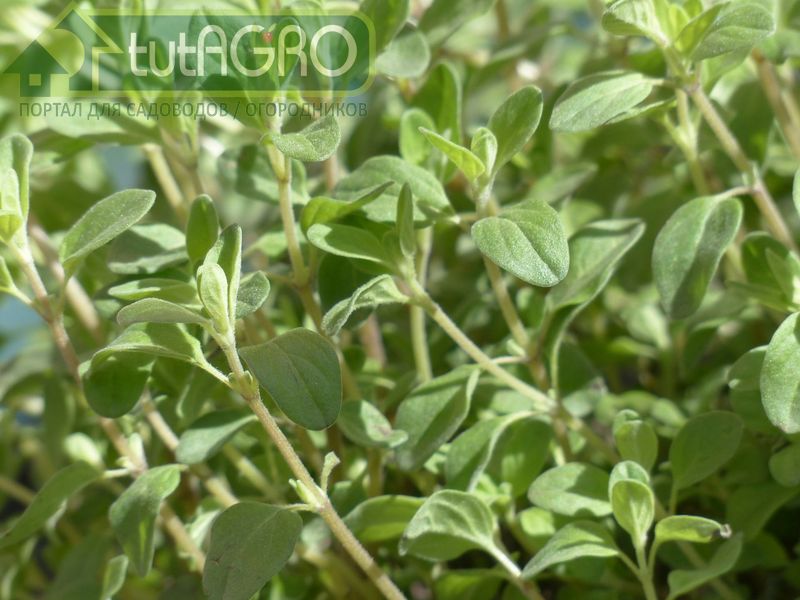 Хотя растение является многолетником, на даче майоран выращивается как летникХотя растение является многолетником, на даче майоран выращивается как летник - AGROzen