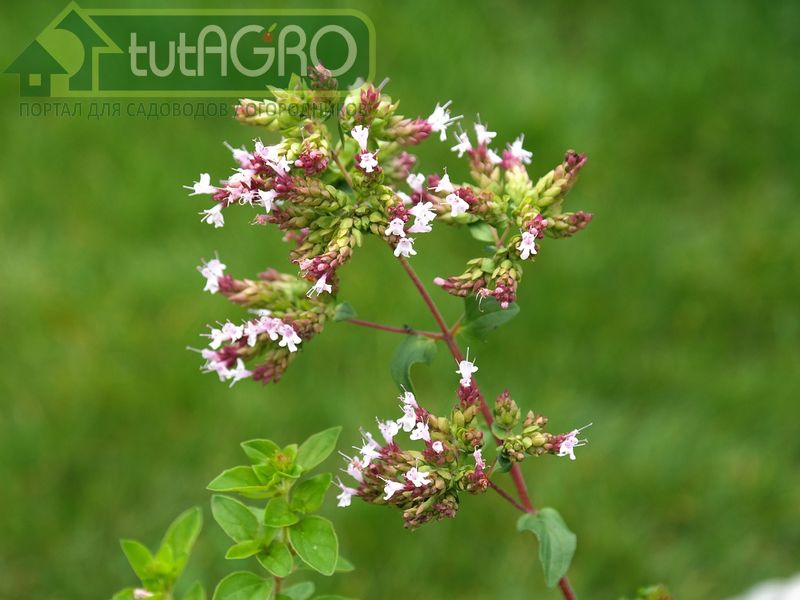 Из-за очень мелких семян майоран лучше выращивать через рассаду - AGROzen