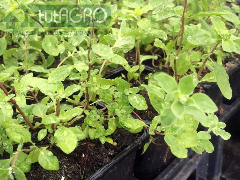 Подкормку сочетают с рыхлением междурядий и одновременной прополкой сорняков - AGROzen