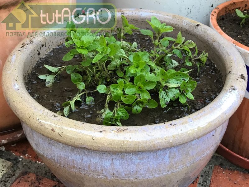 Колбасной травой майоран прозвали потому, что его специфический аромат великолепно сочетается с мясными блюдами - AGROzen