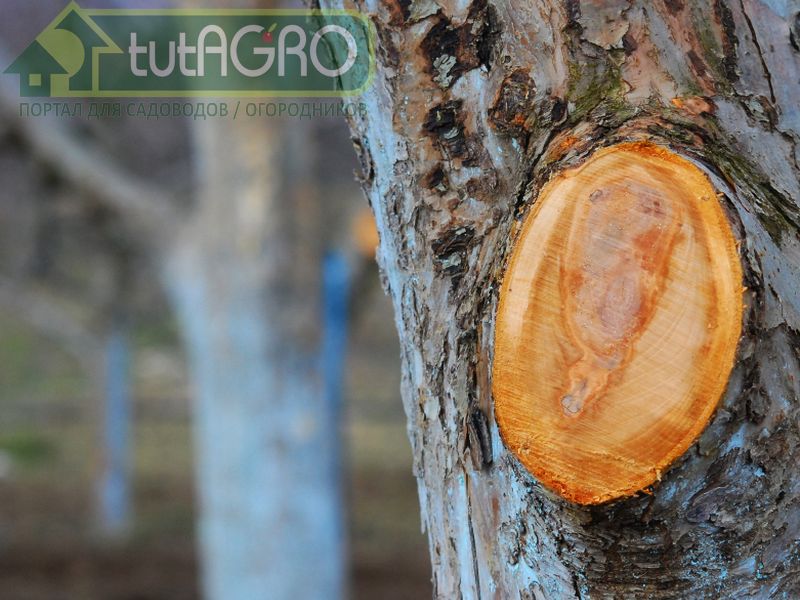 Советы по обрезке сада - AGROzen