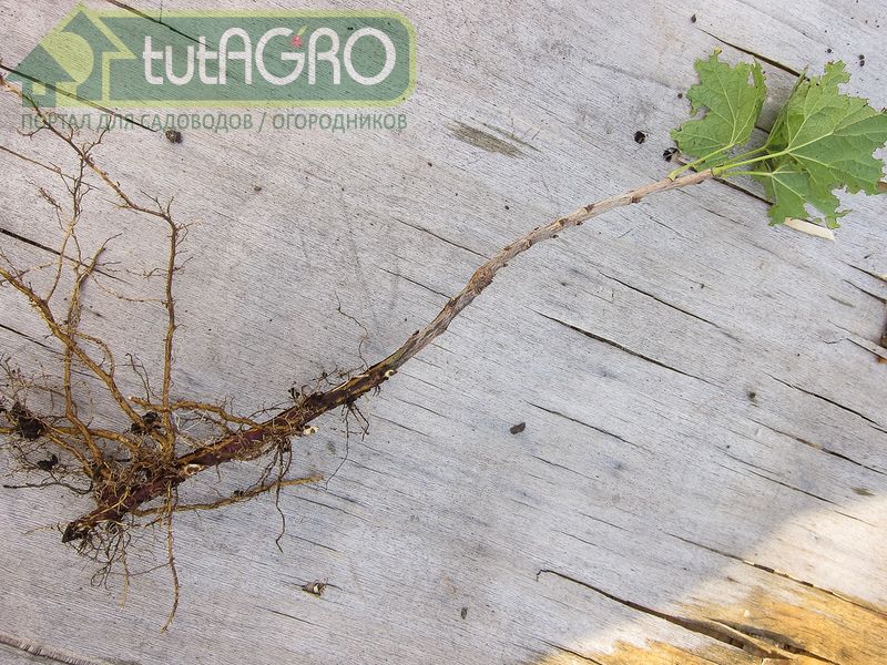 Как вырастить саженцы смородины за три месяца - AGROzen