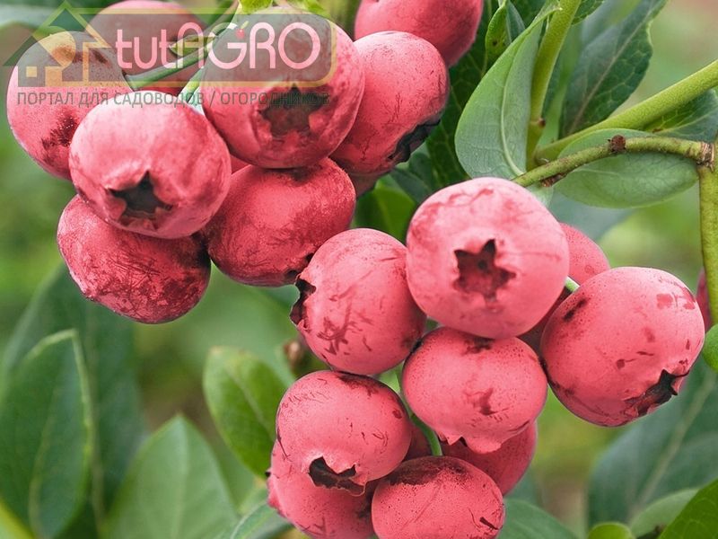 Удивительный сорт розовой голубики - Pink Lemonade