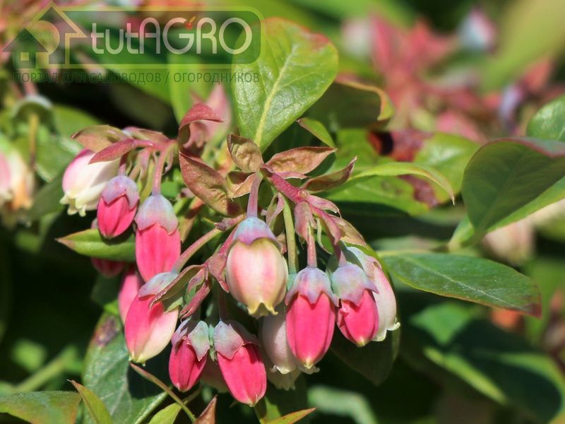 Удивительный сорт розовой голубики - Pink Lemonade - AGROzen